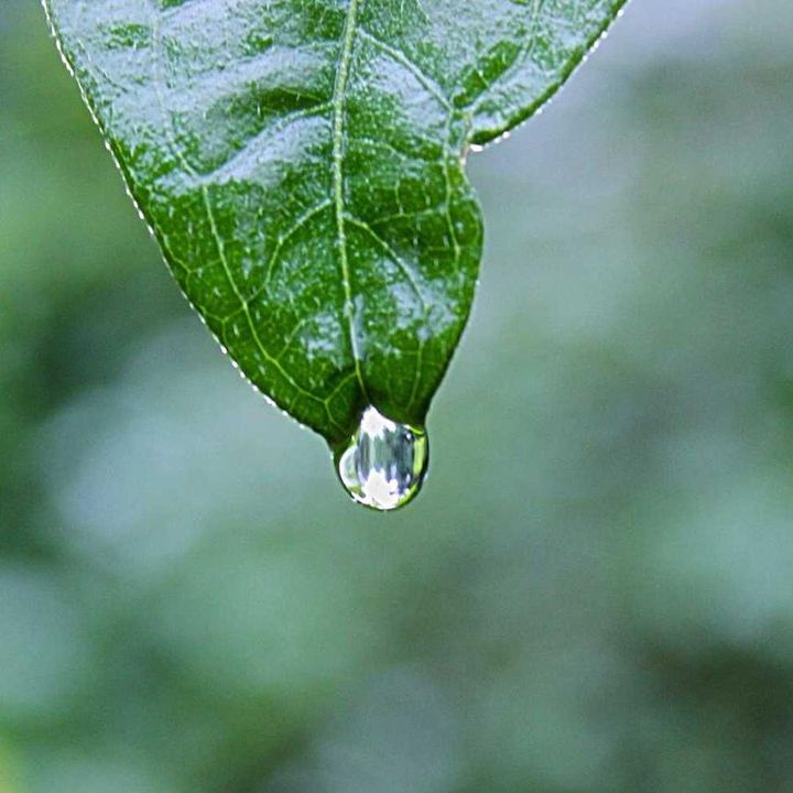 A photo of a leaf after rain